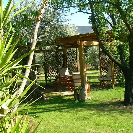 Gli Olivi Calci
