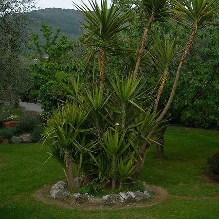 Gli Olivi Calci